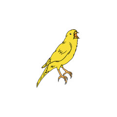 Vector Canary bird