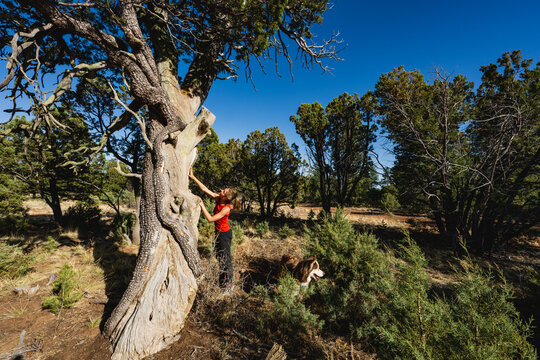 A woman and her dog examine a large Alligator Bark Juniper tree in the Manzano Mountains State Park, New Mexico