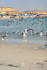 Multiple seagulls in flight at sea against the backdrop of fishing boats.