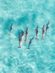 View from above of a pod of dolphins enjoying a swim in the ocean