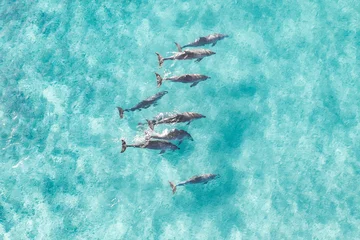 Foto op Plexiglas View from above of a pod of dolphins enjoying a swim in the ocean © FRPhotos