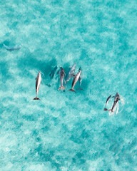 Aerial vertical view of a small pod of dolphins swimming through a beautiful blue ocean