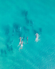 Aerial vertical view of a small pod of dolphins swimming through a beautiful blue ocean
