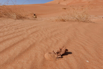 In the foreground the desert rose on the red sand, in the background an Omani man and the dunes.