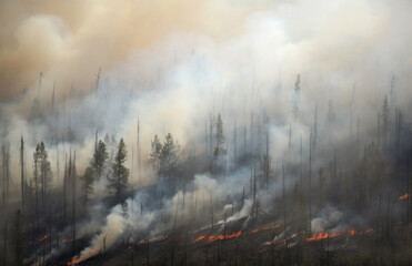 Obraz premium Aerial view of a burning forest