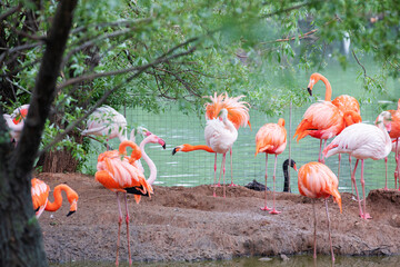 A lot of bright birds - pink and Caribbean flamingos - nest among green trees near the water in the Moscow Zoo.