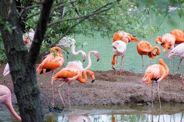 A lot of bright birds - pink and Caribbean flamingos - nest among green trees near the water in the Moscow Zoo.