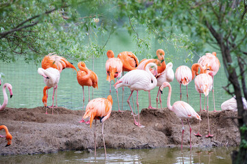 A flamboyance of pink and caribbean flamingos resting by the water at the Moscow zoo.