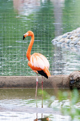 Majestic pink and Caribbean flamingos rests by the water in the Moscow Zoo.