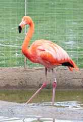 Majestic pink and Caribbean flamingos rests by the water in the Moscow Zoo.
