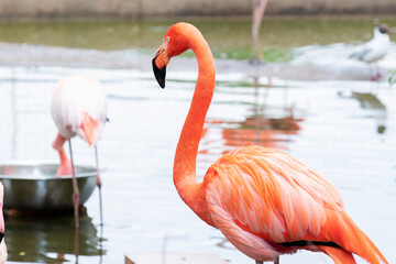 Majestic pink and Caribbean flamingos rests by the water in the Moscow Zoo.