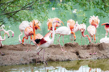 A flamboyance of pink and caribbean flamingos resting by the water at the Moscow zoo.