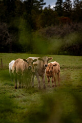 Fototapeta premium Her of cows in the field