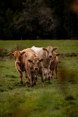 Cows in the field looking