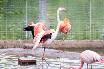 Birds fighting, Pink and Caribbean flamingos fight by the water in the Moscow Zoo. Outdoors.
