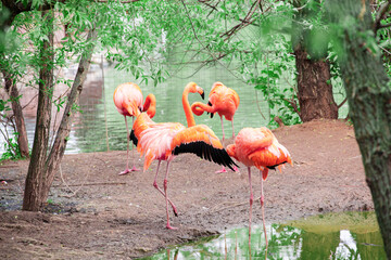 A lot of bright birds - pink and Caribbean flamingos - nest among green trees near the water in the Moscow Zoo.