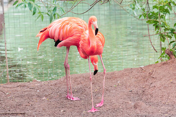 Majestic pink and Caribbean flamingos rests by the water in the Moscow Zoo.