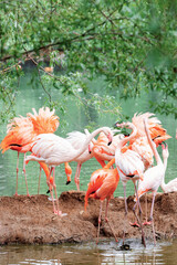 A lot of bright birds - pink and Caribbean flamingos - nest among green trees near the water in the Moscow Zoo.