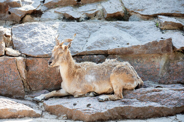 Markhor or Markhur (The screw - horned goat) in the Moscow zoo.