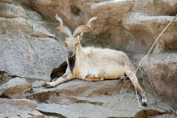 Markhor or Markhur (The screw - horned goat) in the Moscow zoo.