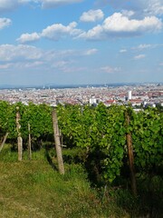 Fototapeta na wymiar Ein Weingarten am Wilhelminenberg mit Blick über Wien. 