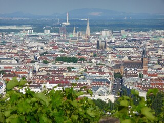 Ein Weingarten am Wilhelminenberg mit Blick über Wien.	