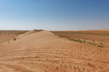 Fototapeta na wymiar On the crest of a dune in the Wahiba sand desert.