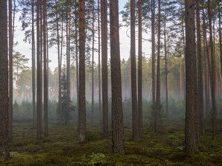Misty morning after rainy night in pine tree forest.