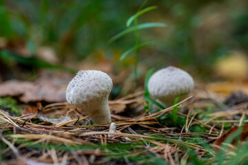 Young purely white Common Puffball, It grows in all types of forest.