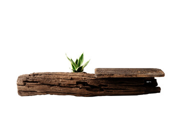 Wood product display podium with nature green leaves for presentation design png image