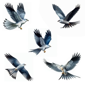 A set of male and female Mississippi Kites flying isolated on a white background