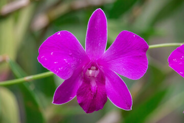Close up raindrop on the petal of  purple pink orchid (Dendrobium) , beautiful nature and freshness...