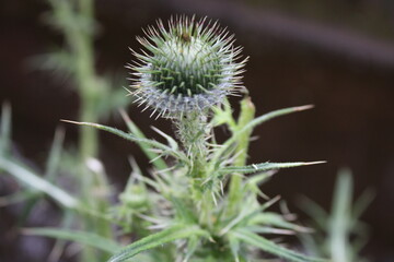 Thistle weed flower head, Up close perspective