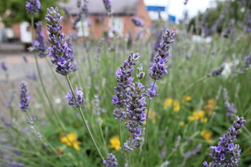 Close up of lavender flower, perspective focus, background blurred