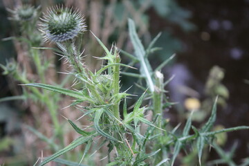 Thistle weed flower head, Up close perspective