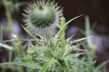 Thistle weed flower head, Up close perspective