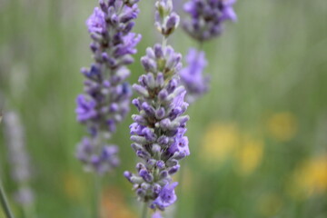 Close up of lavender flower, perspective focus, background blurred