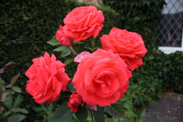 Flowering Red roses up close