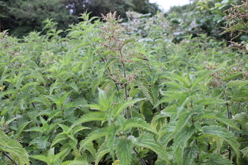 A group of wild stinging nettles also known as Urtica Dioica