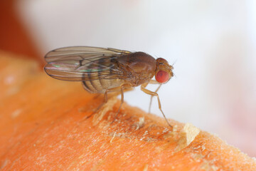 Fruit Fly Drosophila Diptera Parasite Insect Pest on fruits in homes Macro