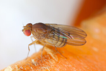 Fruit Fly Drosophila Diptera Parasite Insect Pest on fruits in homes Macro