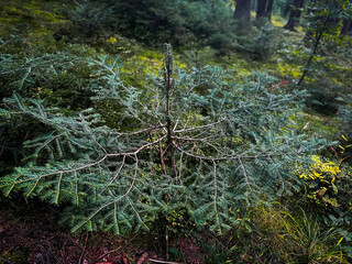 Green coniferous tree in the forest in Slovakia mountains. Autumn in the wood © Lucia