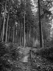 black and white photo of the coniferous wood in the summer with a wooden bridge
