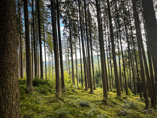 Obraz premium Beautiful wood in Slovakia mountains, green forest in the autumn, beauty in nature, light and bright colors