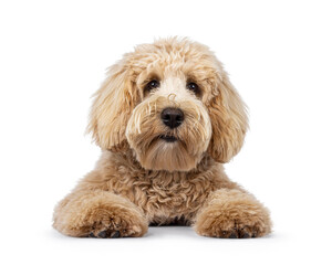 Cute cream young Labradoodle dog, laying down facing front. Looking straight to camera. Mouth closed. Isolated on a white background.