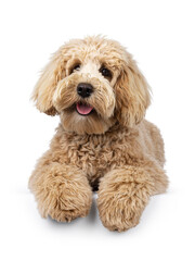 Cute cream young Labradoodle dog, laying down facing front. Looking beside camera. Tongue out. Isolated on a white background.