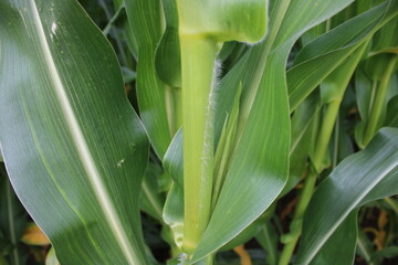 Up close picture of leaves from a corn plant