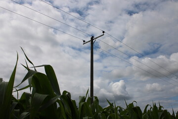 Three phase overhead powerline in a corn field UK