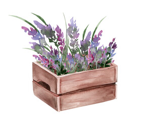 Bouquet of lavender in a vintage wooden box. Hand drawn watercolor illustration of purple flowers for greeting cards or invitations on a white isolated background