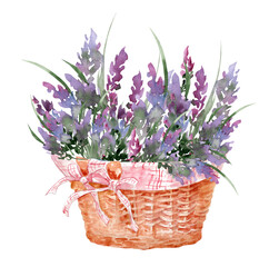 Bouquet of lavender in a wicker basket. Hand drawn watercolor illustration of purple flowers isolated on white background